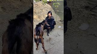 Goats Enjoyed A Beautiful Moment Animal Lover 2025 E2 Aug19