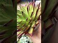 [多肉植物geee]リップスティック^_^ #succulent #plants #geee #garden #タニパト #ベランダ多肉 #gardening