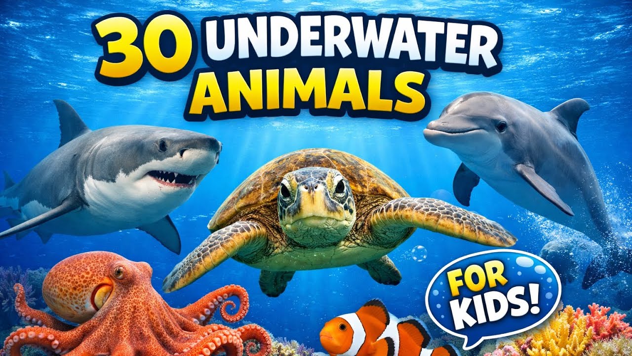 30 Underwater Animals for Kids 🐠 | Ocean Animals for Children - YouTube