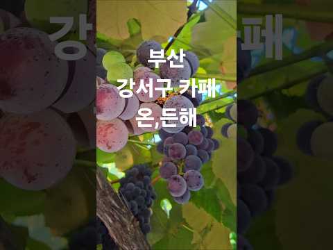 부산 강서구 카페 온든해   포도나무가 가득한 평화로운 카페 #부산여행 #부산강서구 #포도 #부산카페