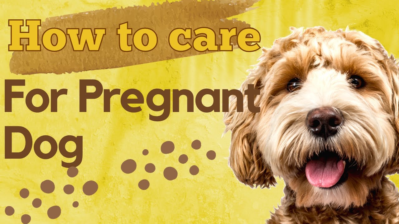 How To Care For Pregnant Dog / Care For Pregnant Dog YouTube