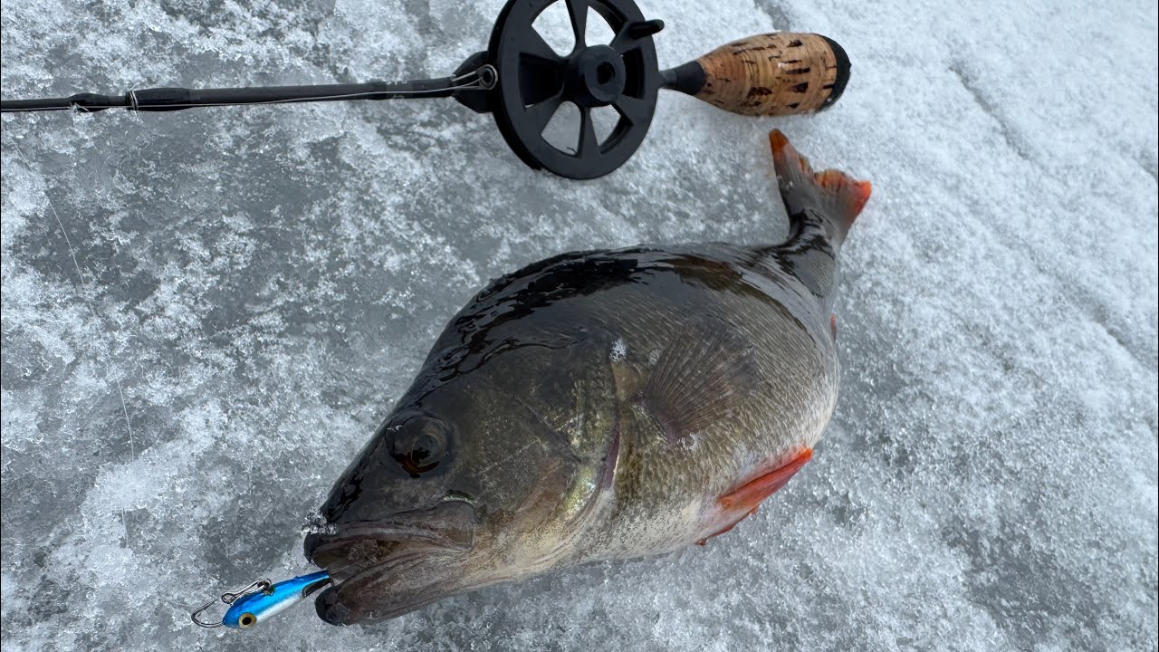 Окунь на балансир | Секрети зимового лову