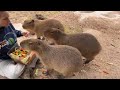 December 13 - Capybara Family