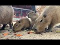 December 13 - Capybara Family