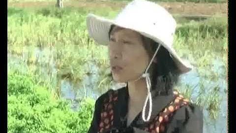 Hướng dẫn biện pháp diệt chuột, ốc bươu vàng, phòng trừ cỏ dại vụ mùa 2015