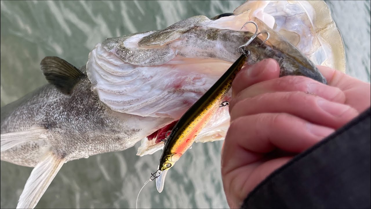 同じルアーを使い続けてたら魚が釣れるようになった件。