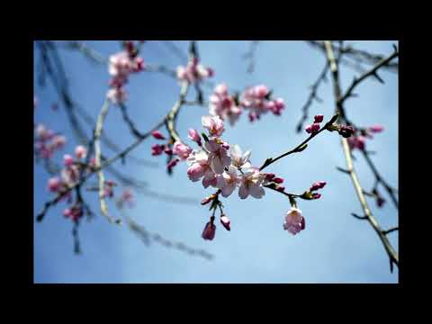 Joan Baez Ace Of Sorrow