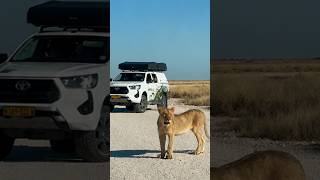When a Lioness Blocks the Road in Etosha! 🦁