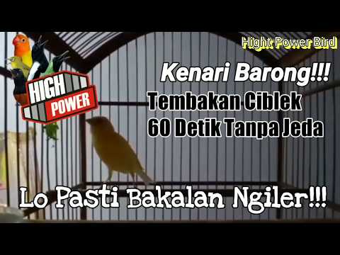 kenari-isian-tembakan-ciblek-60-detik-tanpa-jeda!!!-masteran-kenari-juara