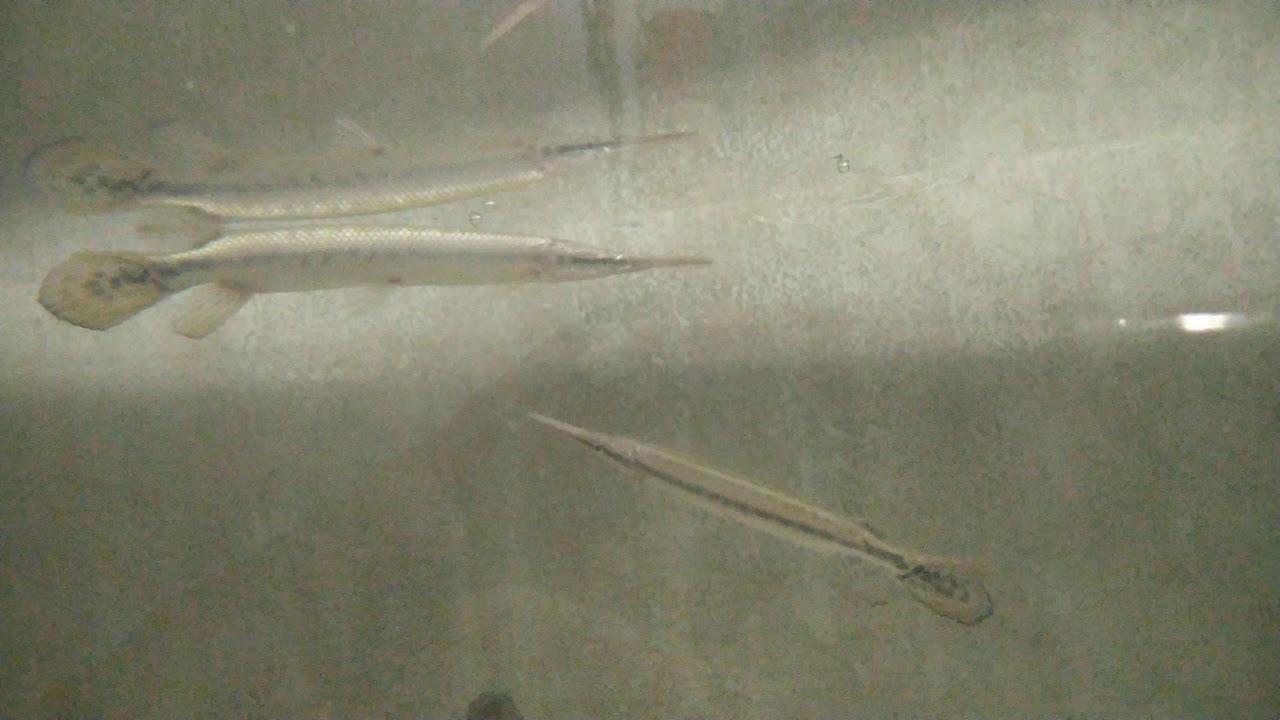 Ikan aligator