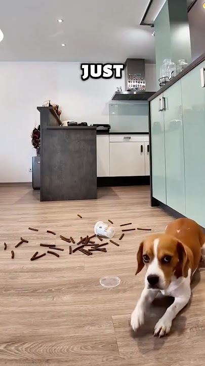 SELF-CONTROL cred via IG@1tutambilgii  #beagle  #shorts