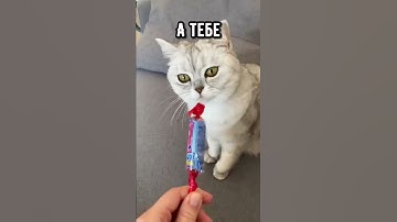 Thumbnail of Смешные коты - Майя #кошка #кот #shorts
