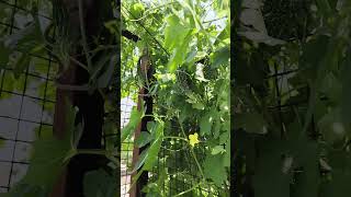 kitchen garden#green vegetable#organic#ytshorts #🏡