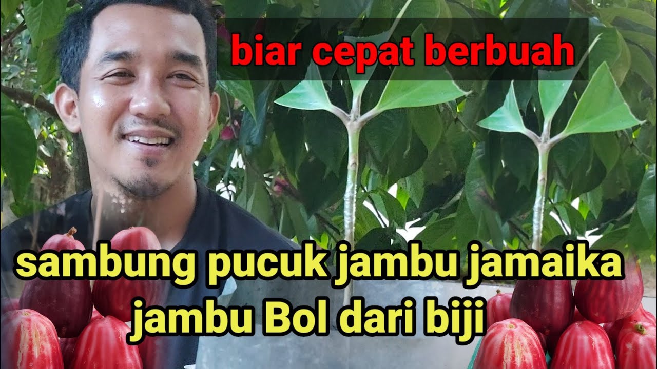 cara sambung pucuk jambu jamaika #jambubol #jambujamaika