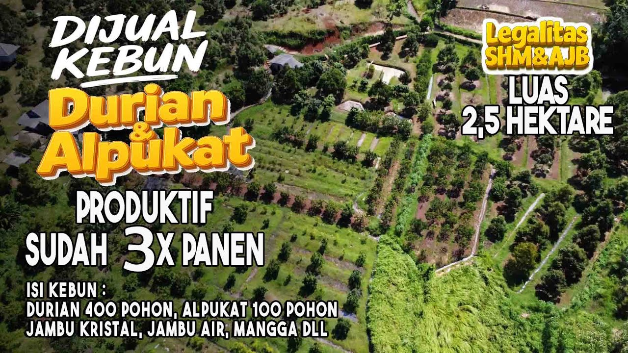 Dijual Kebun Durian Sultan & Alpukat ( paket komplit ) Luas 2.5 Hektar Legalitas SHM dan AJB