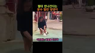 법원 명령 없이는 절대 안 나간다는 분수 빌런 댕댕이#shorts #강아지