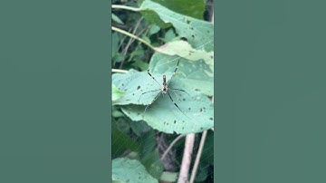 Dangerous spider 🕷️😰😰 #spiderman #viral #spider #trending