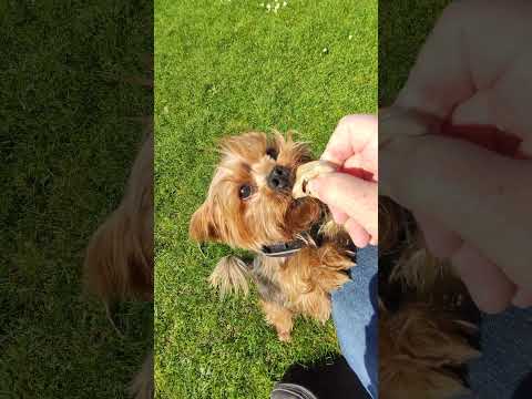 Yorkie Lucy that's my ball give me that #dog #doggys #dogsworld