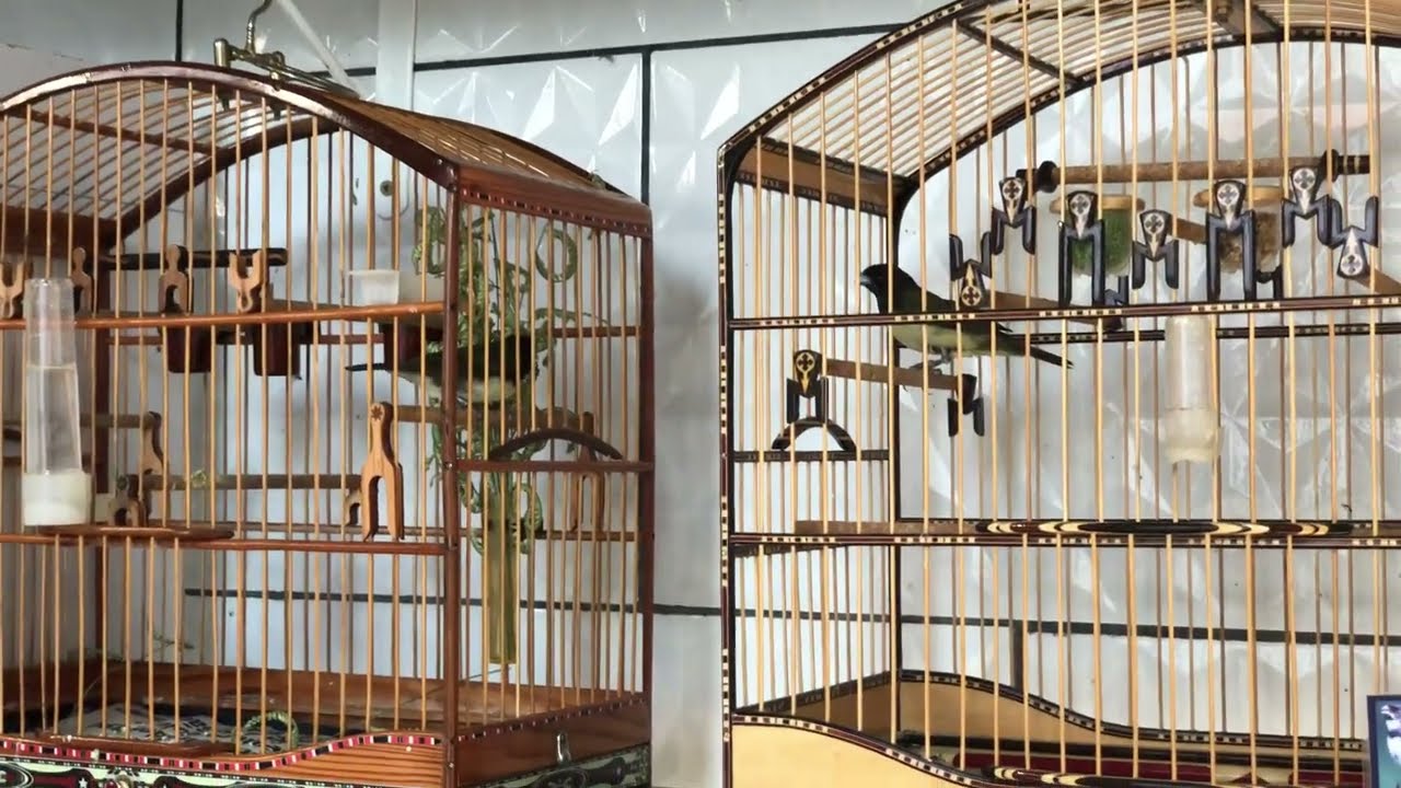 Dois coleiro baiano na disputa 🤩 3 Papa capim cantando de gaiola colada