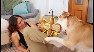 My dog's crazy reaction to his new toy