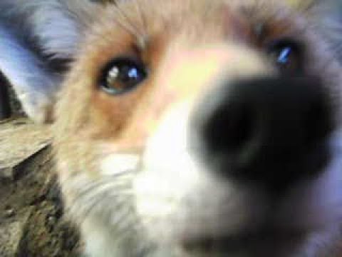 Sniffing Foxy