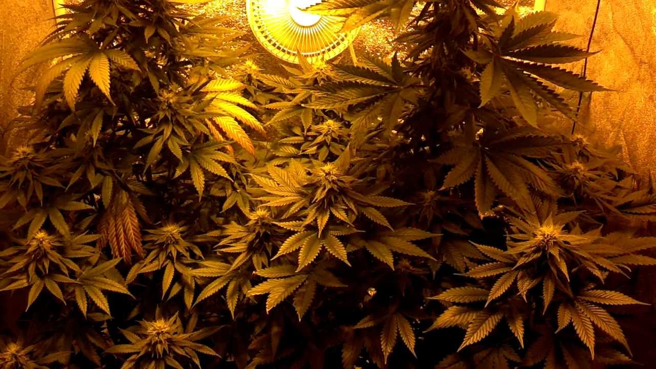 2nd Grow - 250W HPS GL80 6th week of flowering 2-9-13