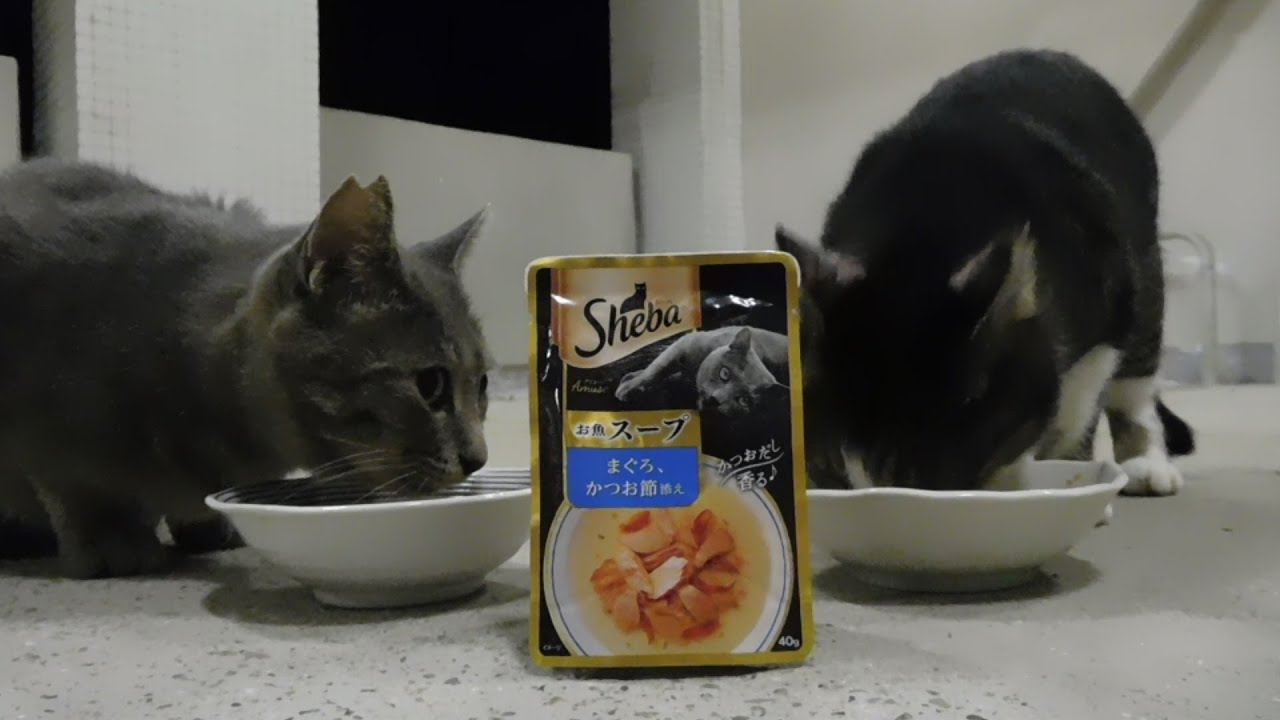 最近ようやくグレー君との心の距離が縮まってきたような気がする、オレンジ先生の周りをうろうろしていた頃のチビトラちゃん並にｗ