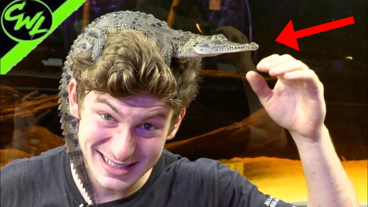 TAMING DOWN MY CROCODILE!!!(DURING QUARANTINE)