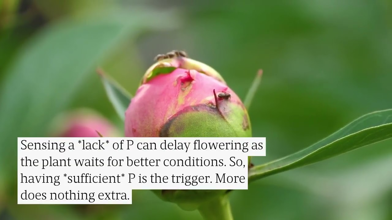 Flower Fertilizer Secrets Pros Use To Force More Blooms