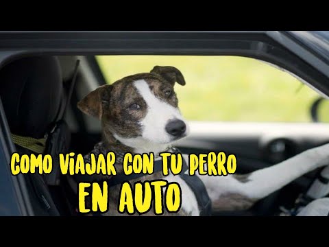 Como VIAJAR con tu PERRO en AUTO SEGURO SIN COMPRAR ACCESORIOS.