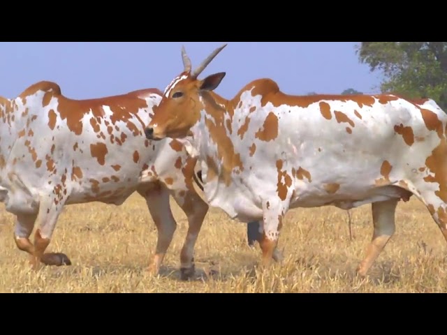 LOTE 34   ZBWL 8713 8531 mp4