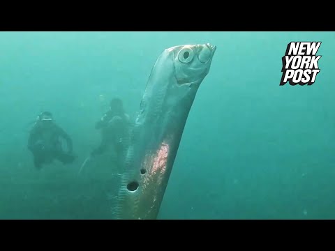 Divers encounter enormous ‘doomsday fish’ riddled with shark bites