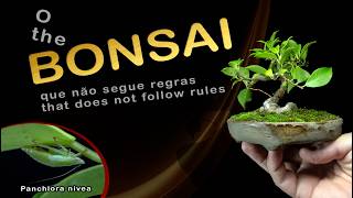 видео: Бонсай, который нарушает все правила картинка: Бонсай, который нарушает все правила