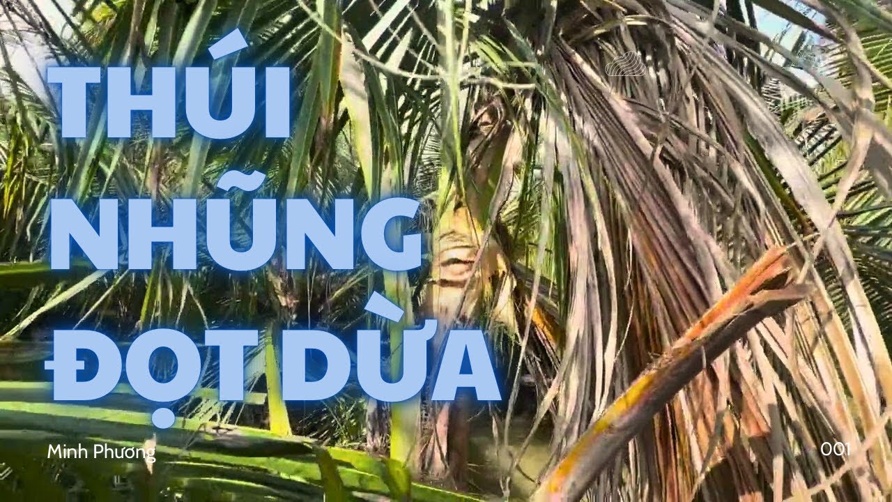 Dừa bị chết do vi khuẩn làm thúi nhũng đọt dừa . Biện pháp phòng trị