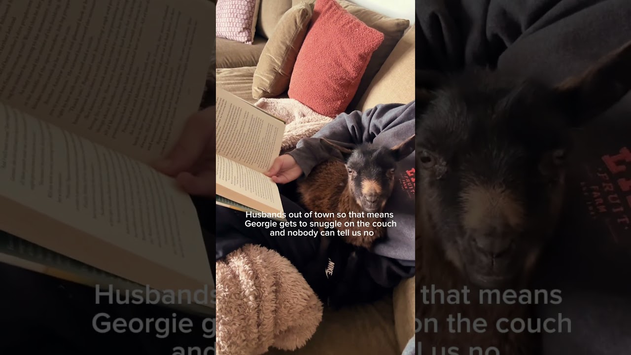 Petition to make Georgie an inside goat !￼ 