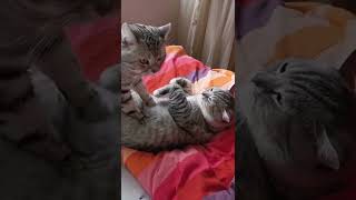 مساج تايم. Cat 🐈 massage