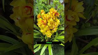 screenshot of the youtube video