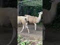 ラマとアルパカは似ています❗️😊