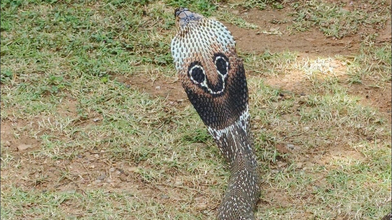 පුංචි රාළගෙ වැඩ ටිකක් බලන්න එනවාද? නයෙක් නටනවා බලලා තියේද |