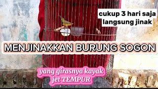 CARA CEPAT MENJINAKKAN BURUNG SOGON❗👍cukup 3 hari saja