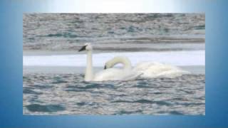 Jarvi Homestay Bed & Breakfast of Anchorage Alaska