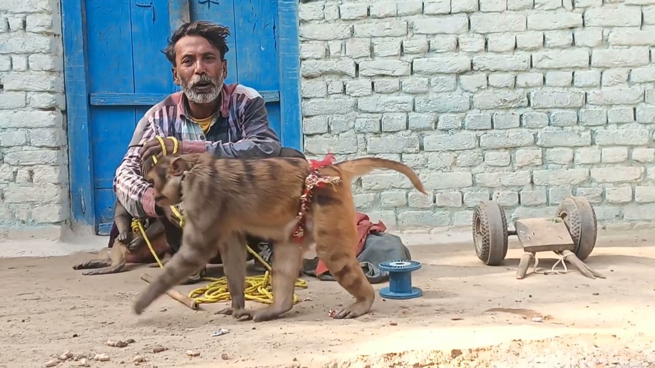 बंदर बंदरिया को खेल 