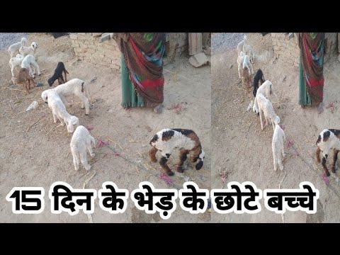 वीडियो: भेड़ के बच्चे के साथ क्या पकाना है