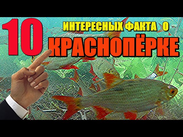 10 интересных факта о краснопёрке!!! Реакция рыбы на прикормку.  Подводные съёмки.