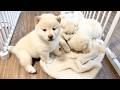 【柴犬 子犬】気づいたらもみくちゃになっている生後35日目の子犬