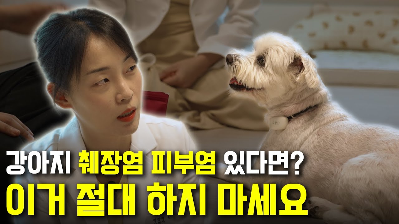 강아지 사료 솔루션 — 짱구 이야기 (전편)