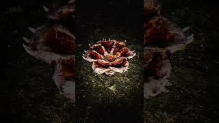 GUTTED: Infested Crypts #horrorgaming #survivalhorror #fpshorror #horrorfps #horrorgame #fpsgame