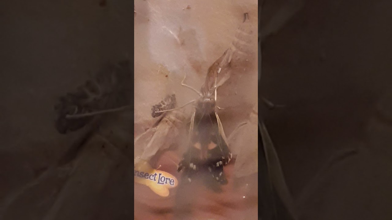 Caterpillar Update: Little Flapper emerging (1 of 3)