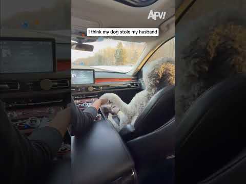 I think my dog stole my husband...