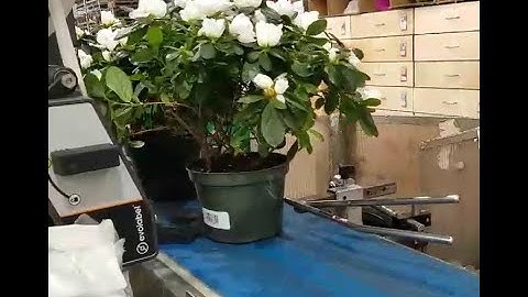 Westmark - Flower pot labelling  - Evolabel Wipe G2 applicator